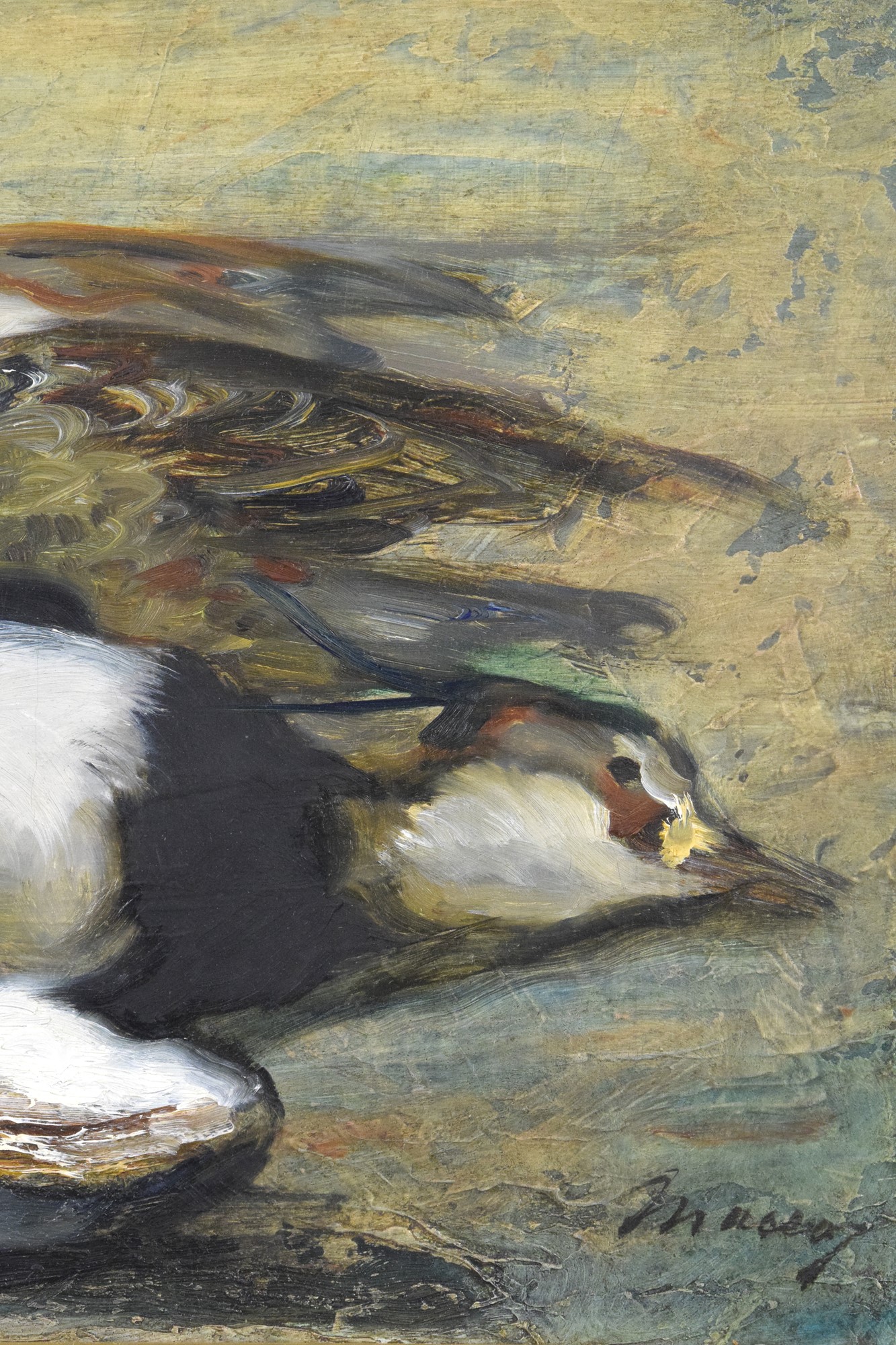 Pavoncella & Piviere